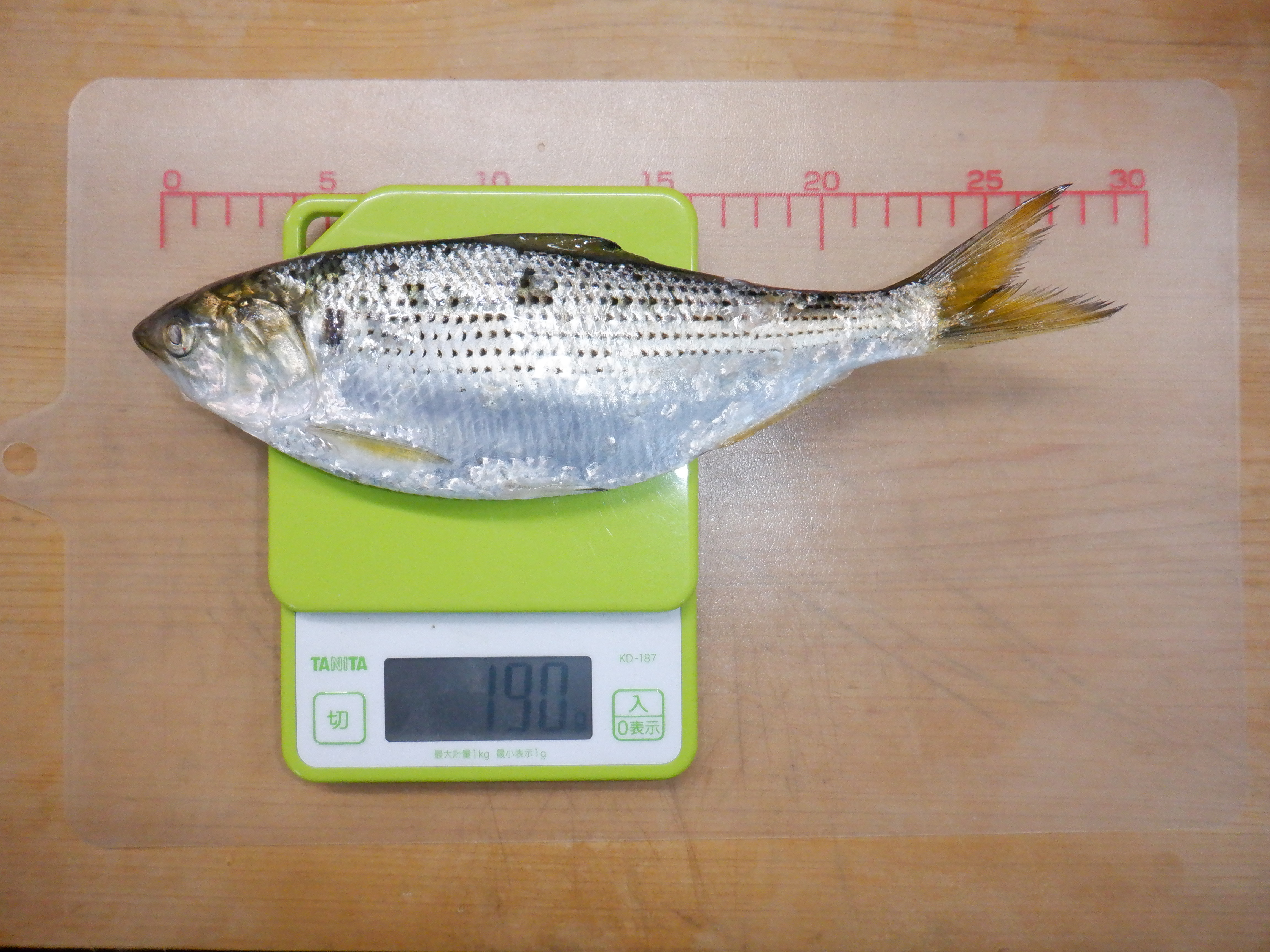 ２０２２ ２ １２ 二月出漁 コノシロ塩焼き せごし 大平丸 船橋漁港