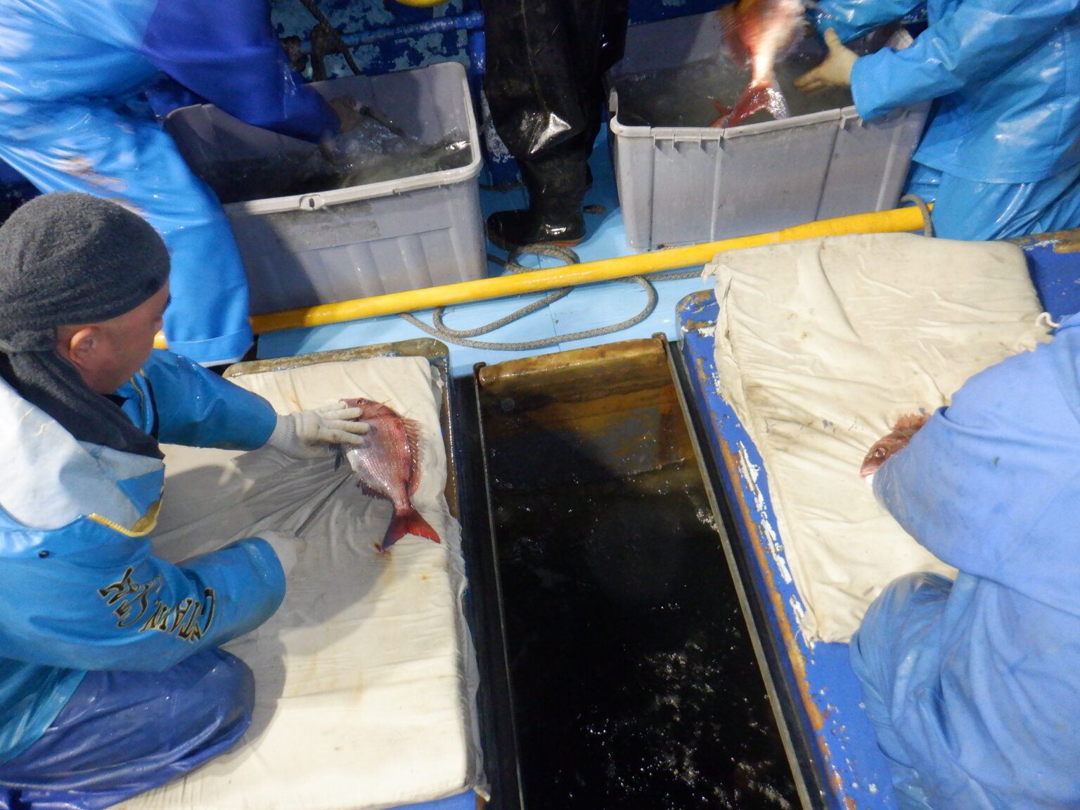 2022．11．14 マダイのエアー抜き | 大平丸 船橋漁港