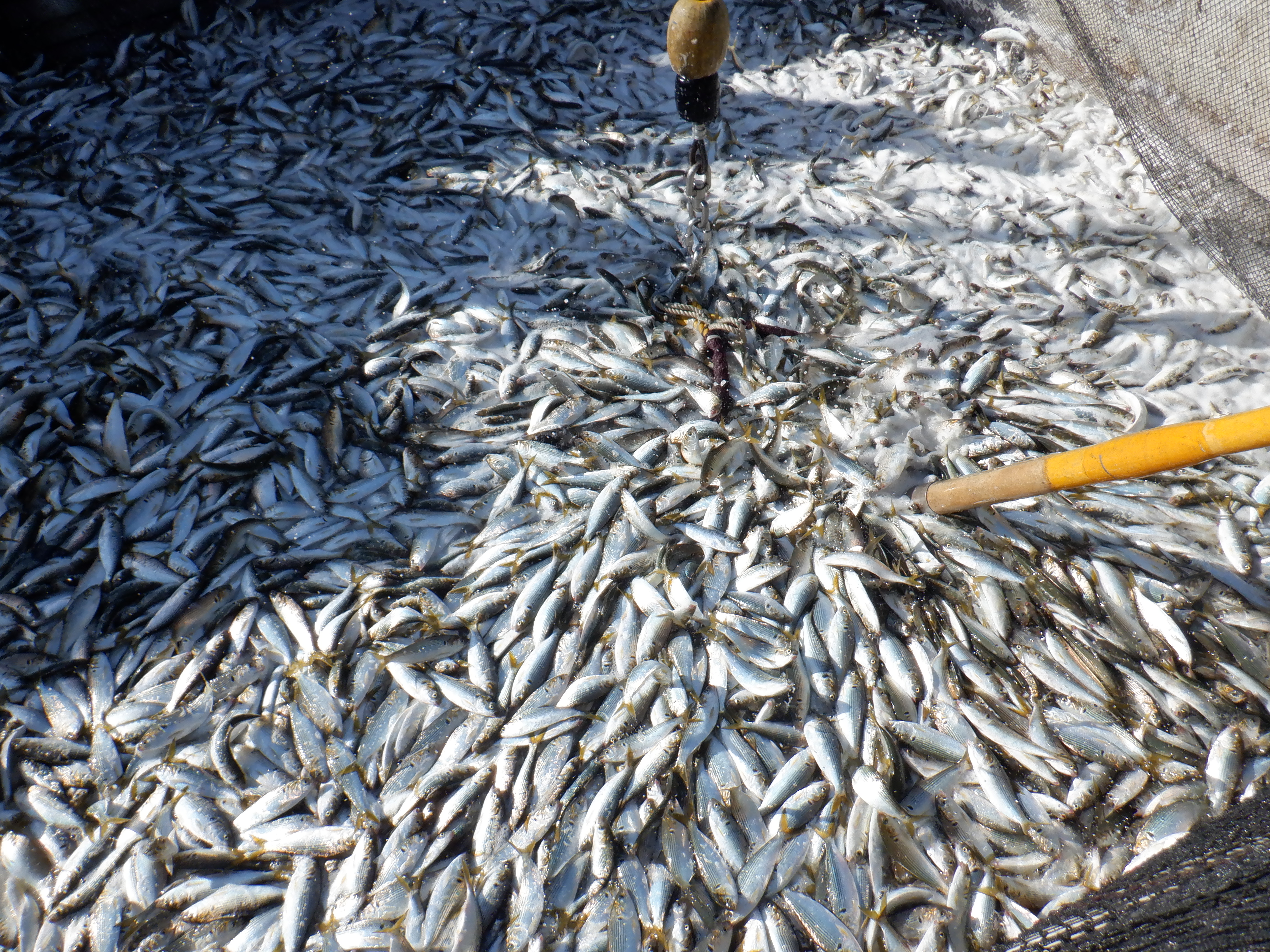 週間日本の魚釣り 1〜209号 鱒の森 2023年1月号 (発売日2022年12月15日) | 雑誌/電子書籍