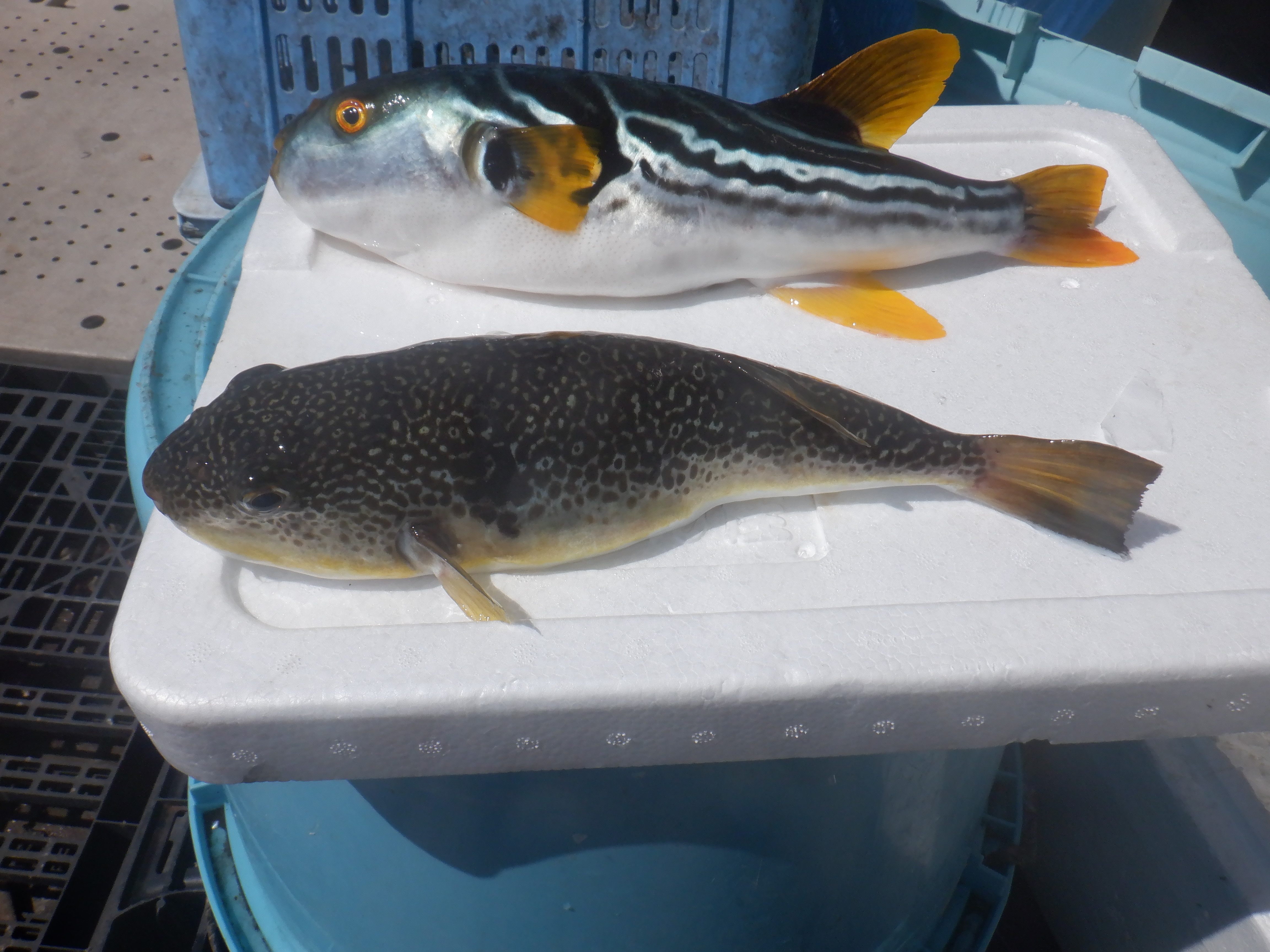 ハコフグの標本　大小　魚 ハコフグの標本 大小 魚 口ずさん