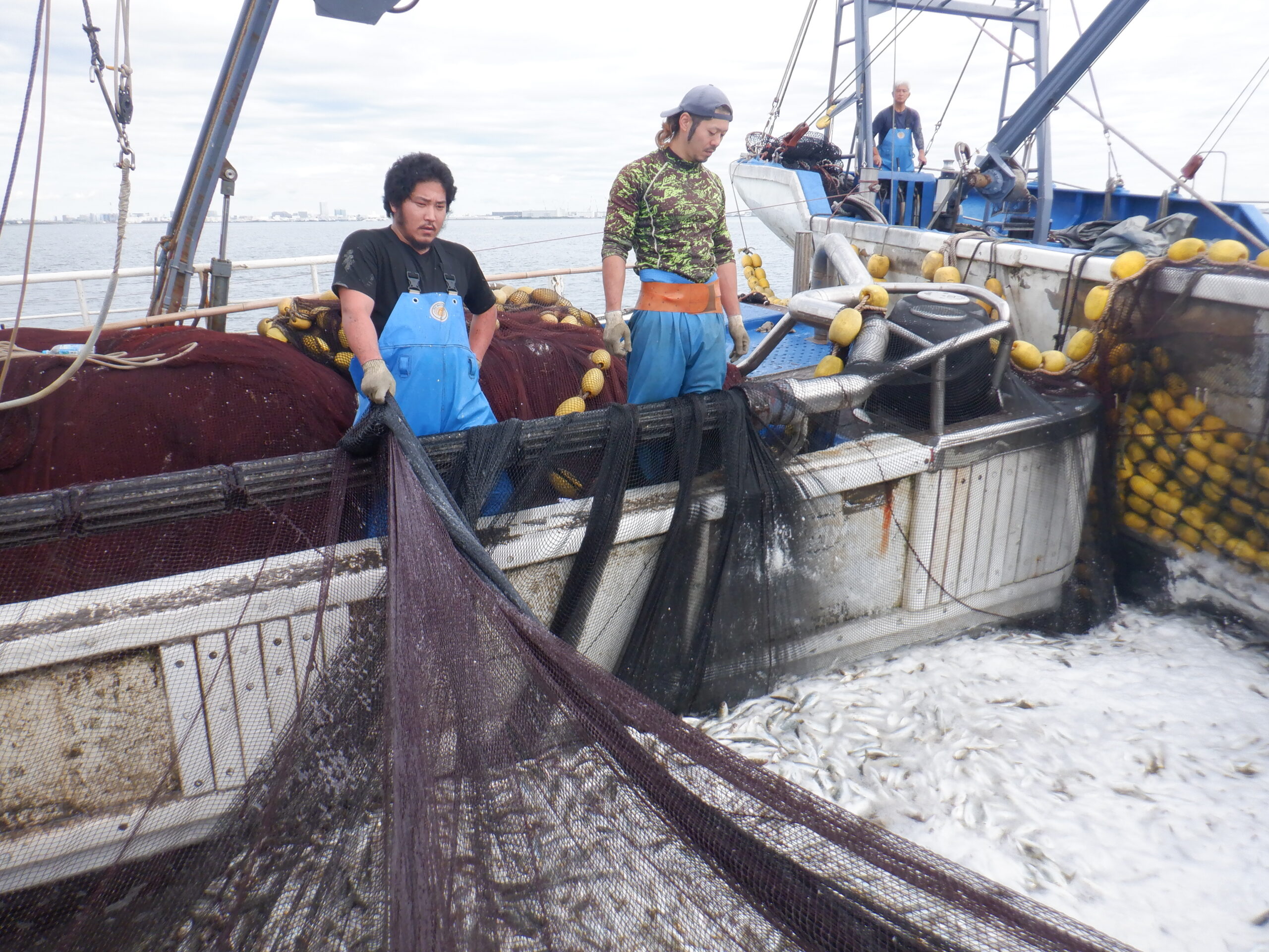 <span class="title">2025.10.31 コノシロ漁　コノシロの食べ方</span>