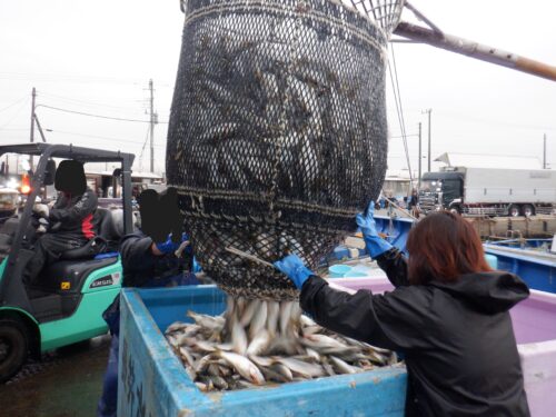 <span class="title">2025.11.15 コノシロ漁 好調</span> <span class="title">2025.11.15 コノシロ漁 好調</span>