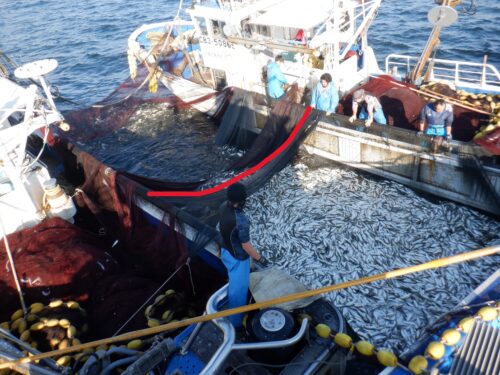 <span class="title">２０２５．１１．２９　コノシロ漁　依然好調</span>