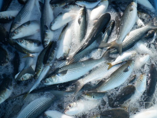 <span class="title">2026.2.17 ボラ</span> <span class="title">2026.2.17 ボラ</span>