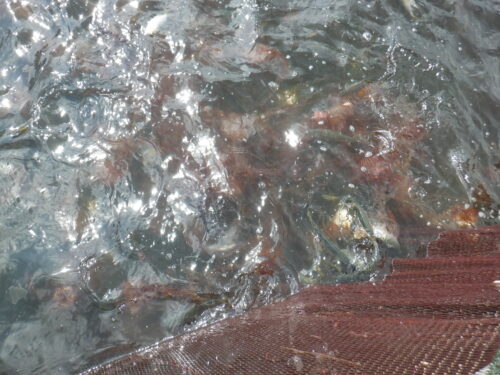 <span class="title">２０２６．３．１９　アカクラゲ出現</span>