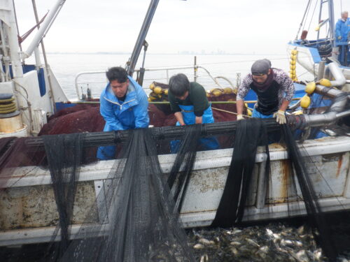 <span class="title">２０２６．３．３１　今の時期のコノシロのパワー</span>